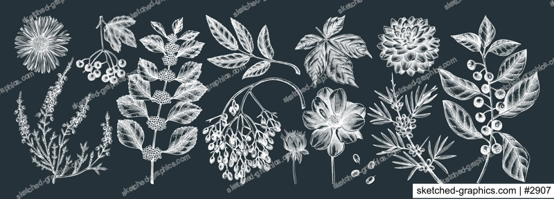 Hand-sketched autumn plants collection on chalkboard. Elegant floral sketch art. Hand-drawn fall leaves, berries, flowers sketches set. For autumn invitations, cards, wall art, print, poster.
