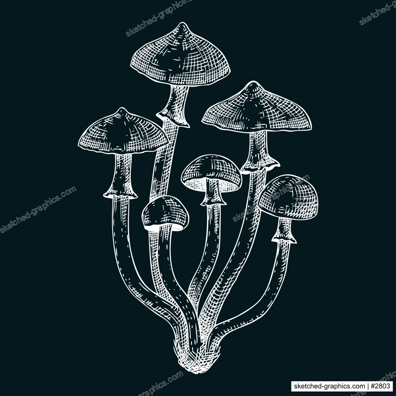 Autumn skullcap mushroom sketch. Poisonous plants drawing on chalkboard. Deadly fungus vector illustration, Galerina, forest plant in vintage style. 