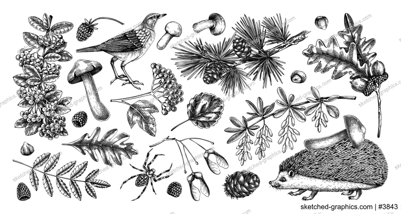 Autumn woodland vector illustrations. Wildlife sketches collection. Hand drawn fall design elements. Fallen leaves, hedgehog, bird, berries, mushrooms vector drawings. Fall plants in vintage style