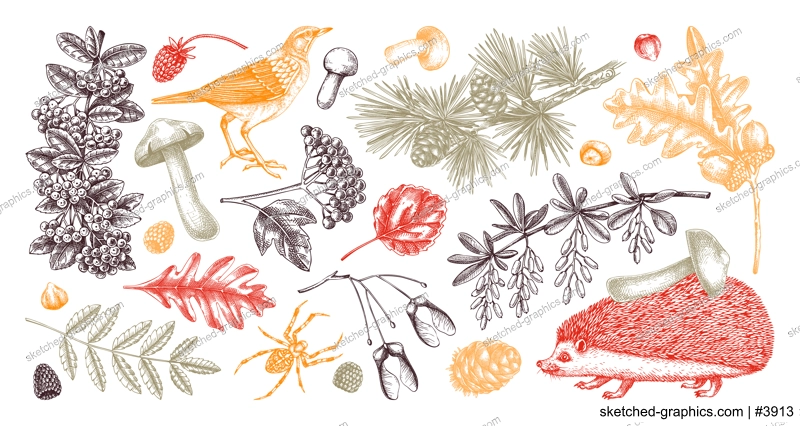 Autumn woodland vector illustrations. Wildlife sketches set in color. Hand drawn fall design elements. Fallen leaves, hedgehog, bird, berries, mushrooms vector drawings. Fall plants in vintage style