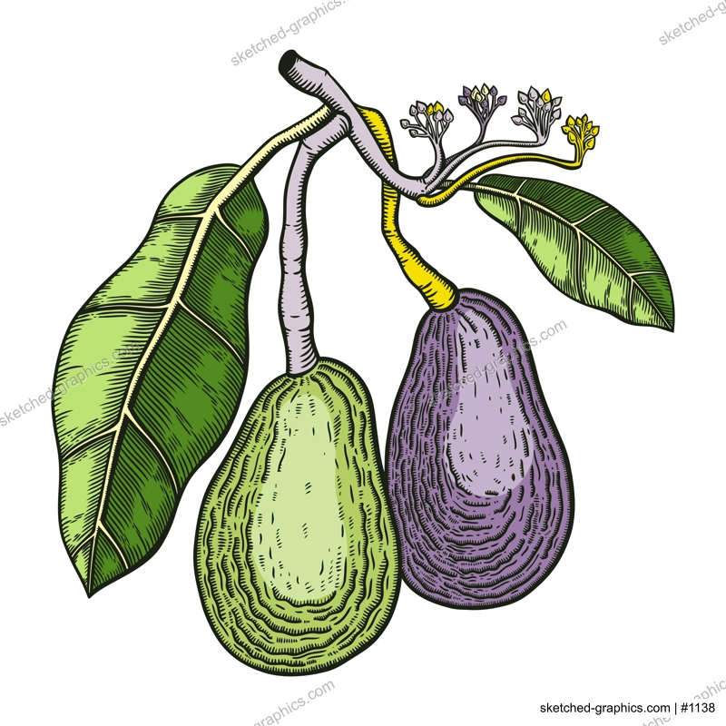 Vintage avocado illustration. Decorative branch with flowers, leaves and two whole fruit. Exotic plant drawing in color isolated on white background. Healthy vegetarian food sketch in engraved style.