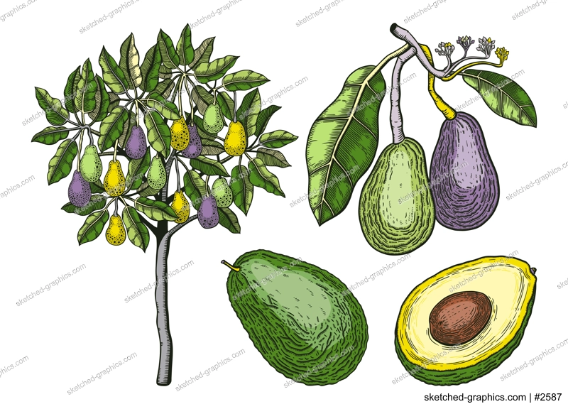 Vintage avocado illustrations set. Whole avocado fruit, cut half piece with core. Exotic tree drawing in color. Decorative branch with flowers, leaves and fruit. Healthy vegetarian food sketches