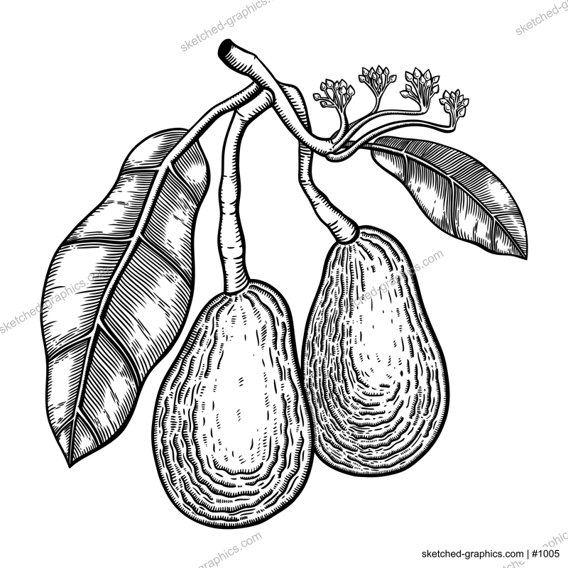 Vintage avocado illustration. Decorative branch with flowers, leaves and two whole fruit. Exotic plant drawing isolated on white background. Healthy vegetarian food sketch in engraved style.