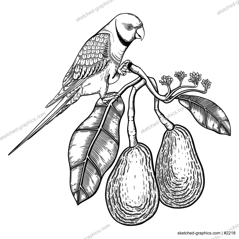 Decorative composition with avocado and green parrot. Colorful avocado branch with flowers, leaves and two whole fruit illustration. Exotic plant and Indian ringneck parrot drawing.