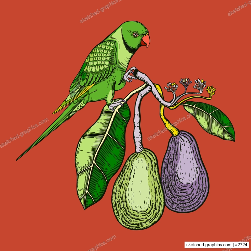 Decorative composition with avocado and green parrot. Colorful avocado branch with flowers, leaves and two whole fruit illustration. Exotic plant and Indian ringneck parrot drawing.