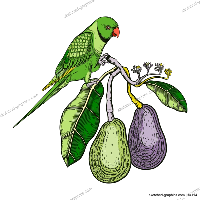 Decorative composition with avocado and green parrot. Colorful avocado branch with flowers, leaves and two whole fruit illustration. Exotic plant and Indian ringneck parrot drawing.