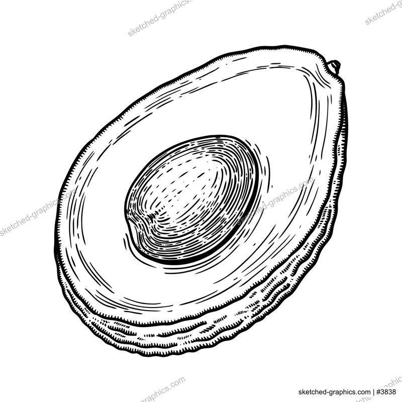 Hand drawn avocado illustration. Cut half piece with core and flesh. Ripe fruit sketch in engraved style. Raw fresh vegetable with seed. Healthy vegetarian food drawing isolated on white background