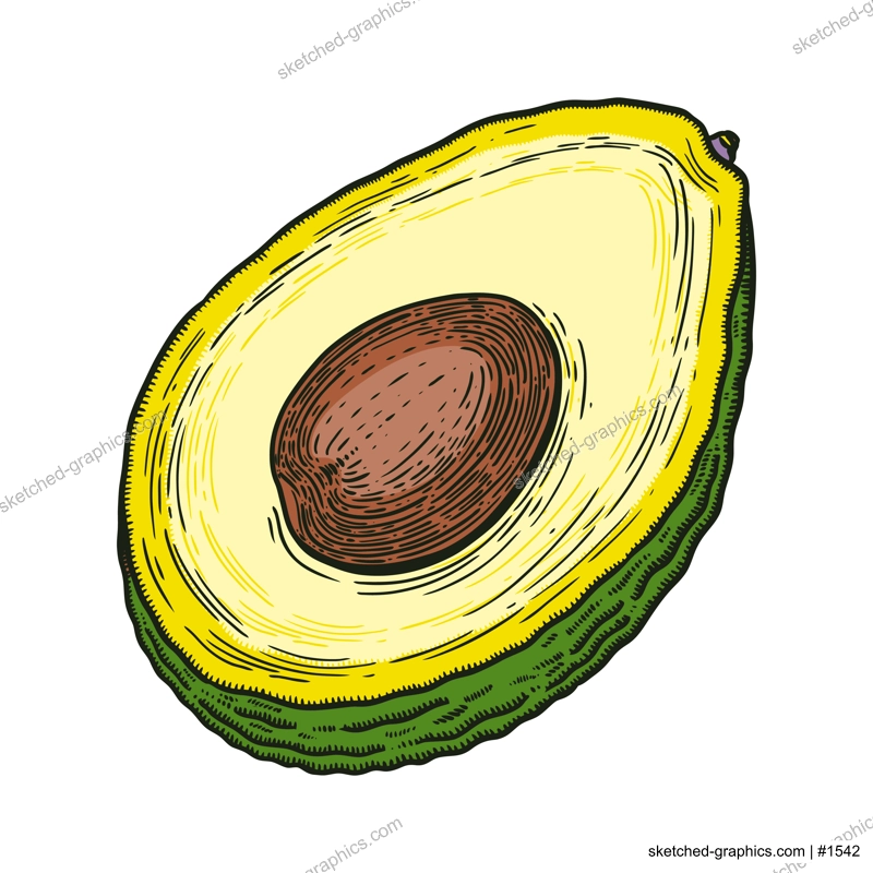 Hand drawn avocado illustration. Cut half piece with core and flesh. Ripe fruit sketch in engraved style. Raw fresh vegetable with seed. Healthy vegetarian food drawing isolated on white background 