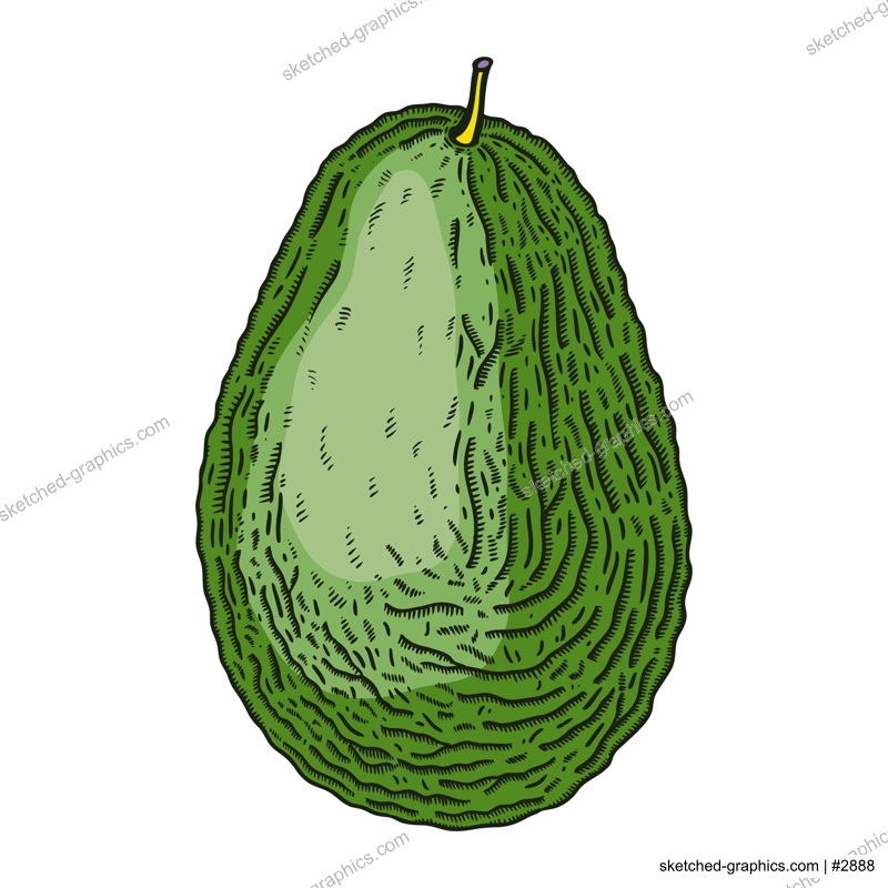 Hand-drawn avocado illustration. Ripe fruit sketch in engraved style. Raw fresh vegetables isolated on white background. Healthy vegetarian food vector drawing in color