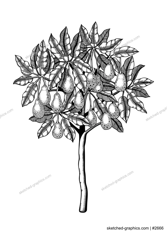 Decorative avocado tree with leaves, branches and fruit illustration. Exotic garden plant drawing in engraved style. Botanical sketch isolated on white background