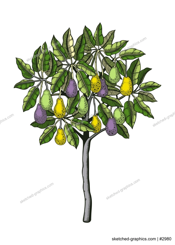 Decorative avocado tree with leaves, branches and fruit illustration. Exotic garden plant drawing in engraved style. Botanical colorful sketch isolated on white background