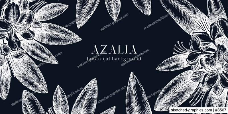 Floral background on chalkboard. Vector frame with hand drawn azalia sketches. Vintage design with rhododendron flowers and leaves. Evergreen plants botanical illustration for banner, postcards, web