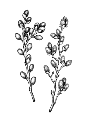 Willow blossom sketch in engraved style. Flowering branches with flowers and buds. Two white contoured drawing. Botanical vector illustration of spring tree. Pussy willow isolated on white background