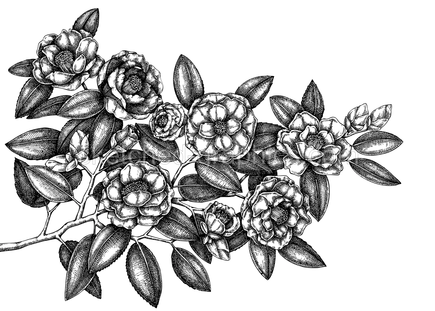 Hand-drawn Japanese camellia vector illustration isolated on white background. Blooming branch with beautiful flowers and leaves in sketch style. Vintage flowering plant realistic drawing  Illustration