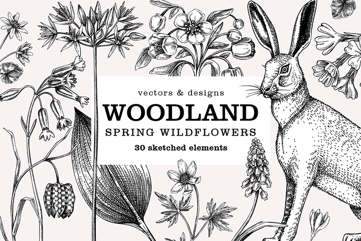 Spring wildflowers collection. Woodland plants and flowers vector sketches.