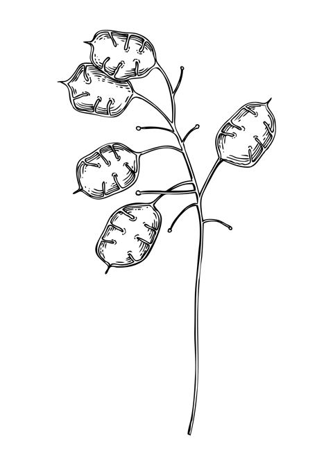 Decorative autumn plant sketch. Lunaria seeds sketch. Hand drawn botanical element in sketched style. Fall flowers illustrations. For Thanksgiving day design.