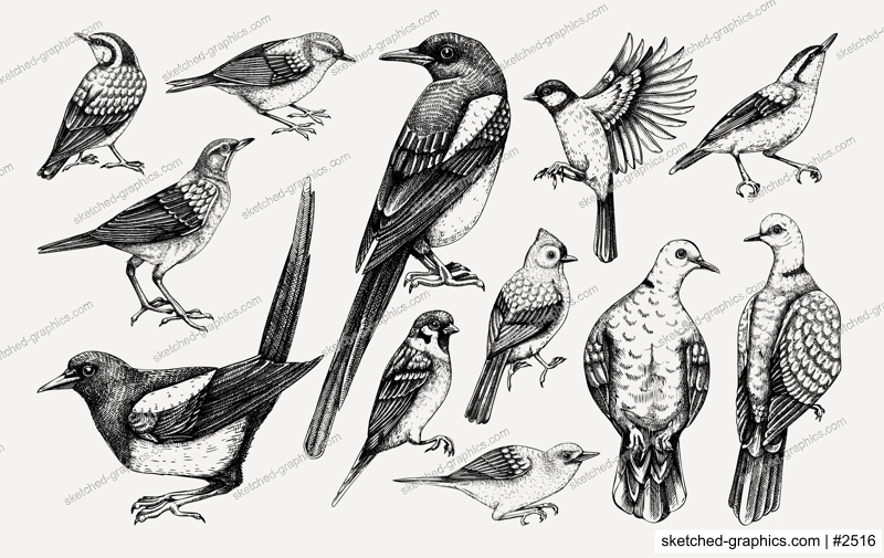 Vector collection of hand-drawn birds illustrations in engraved style. Popular backyard birds - magpie, dove, sparrow, great tit isolated on vinatge background. Detailed wildlife drawings set.