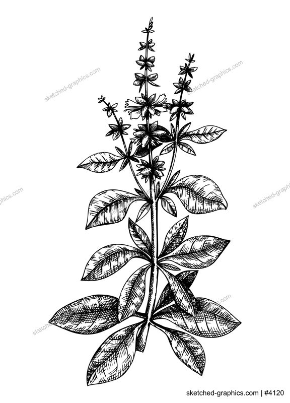 Hand sketched Basil illustration with leaves and flowers. Hand-drawn medicinal herb and culinary spice. Engraved style botanical illustration. Herbal medicine and tea ingredients. Basil vintage sketch