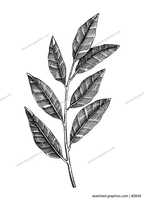 Fresh bay tree with leaves  shsketch. Garden spice drawing. Organic green spicy plant.  Hand-sketched laurel vector illustration. Raw cultivated laurel  for grocery, markets, packaging, recipes, menus