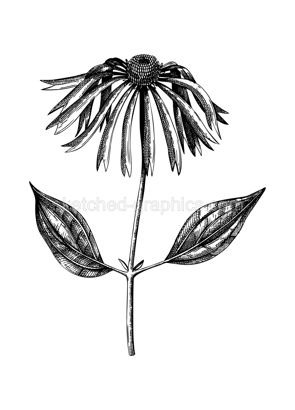 Medicinal plant - Coneflower - vintage illustration. Vector echinacea flowers. Botanical drawing in engraved style. Wild flower outline. For traditional medicine or herbal tea. Illustration
