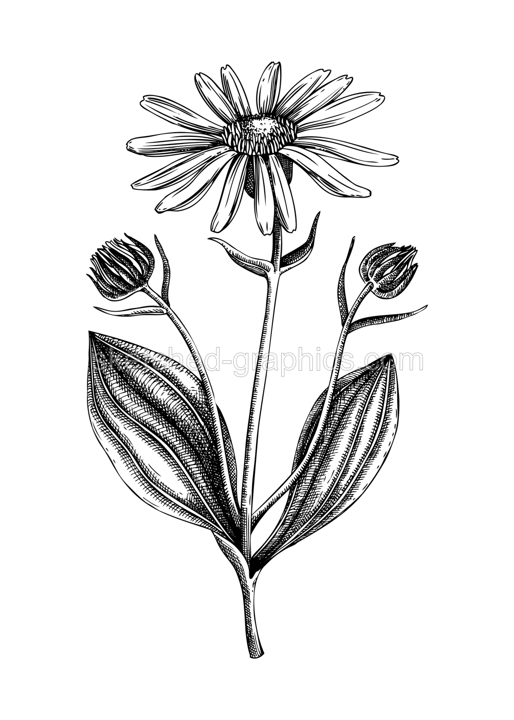 Arnica sketch. Apothecary plant drawing. Herbal remedies, medicinal plant, natural medicine hand-drawn vector illustration. NOT AI genereted Illustration
