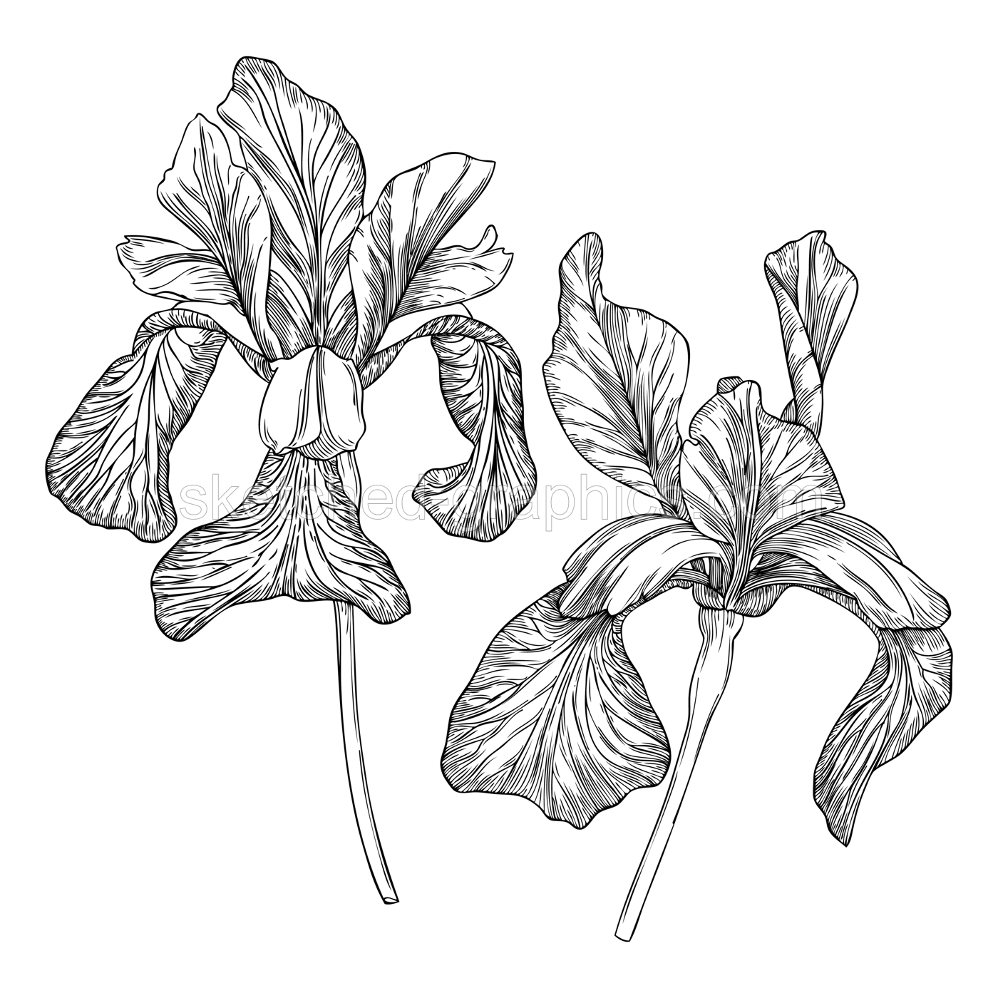Elegant iris illustration. Botanical drawing of summer flowers. Hand-drawn garden iris bud. Engraved style floral drawing on white background. Hand-sketched flower for a wedding or brand design Illustration