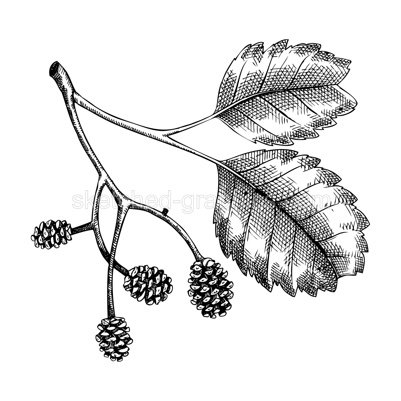 Decorative autumn leaf sketch. Alder foliage and cones drawing. Hand drawn botanical element in sketched style. Sketched fall branches illustrations. For Thanksgiving day design. Illustration
