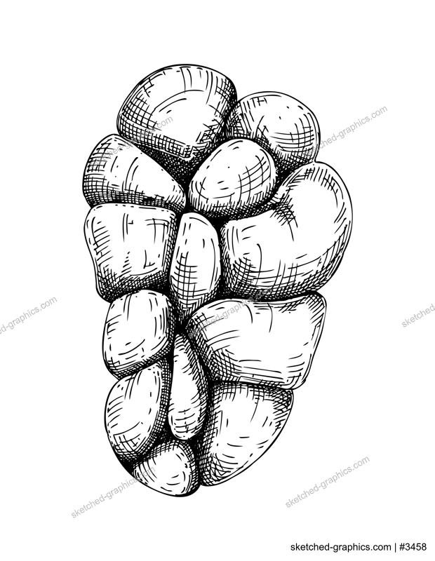Hand drawn beef kidney sketche. Internal organs of farm animal drawings. Healthy food vector Illustrations on a white background. Cattle organ meat, offal, ingredients, butchery design elements.