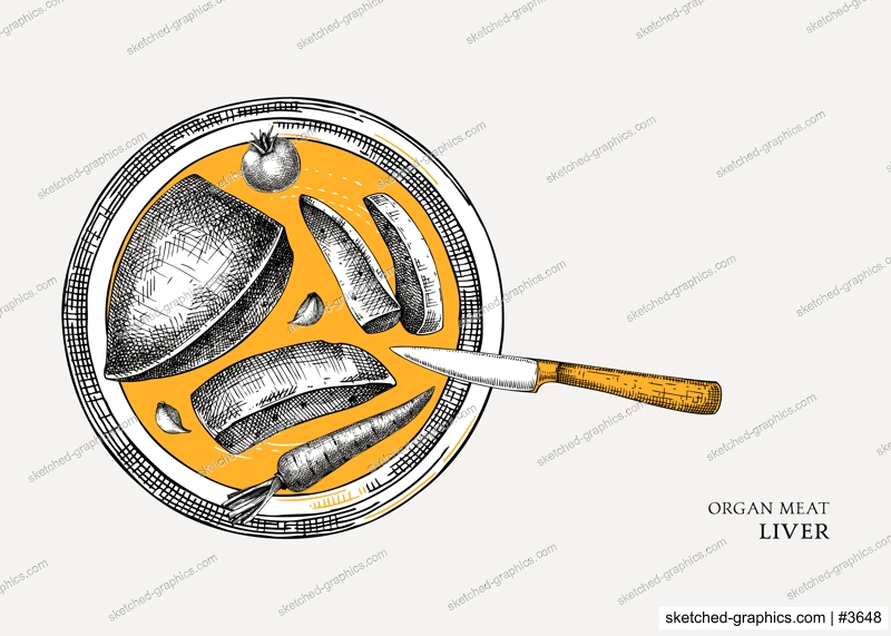 Beef liver design. Internal organs of farm animal drawings. Healthy food sketch. Hand drawn vector Illustrations on a white background. Cattle organ meat, offal, ingredients, butchery design elements.