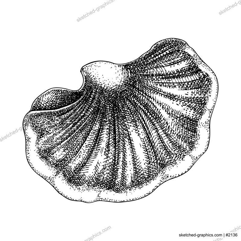 Beefsteak fungus sketch. Edible mushroom illustration. Fungal protein, mycoprotein source. Tongue mushroom drawing isolated on white. Healthy food and plant-based meat substitutes design element