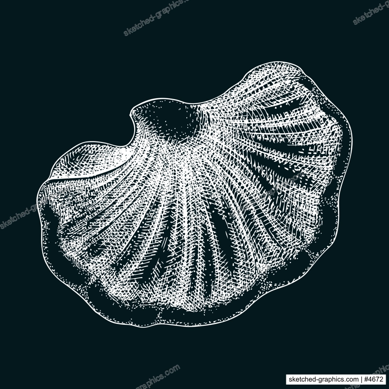 Beefsteak mushroom sketch. Edible fungus illustration. Fungal protein, mycoprotein, plant-based product healthy food design element. Forest plant, Tongue mushroom drawing on chalkboard