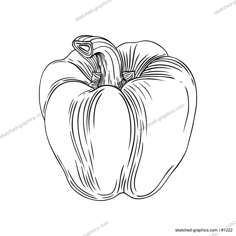 Fresh bell pepper outline. Hand-drawn Vegetable illustration. Healthy food plant line art. Vector drawing of raw cultivated sweet pepper. For grocery, markets, packaging, recipes, menus design.