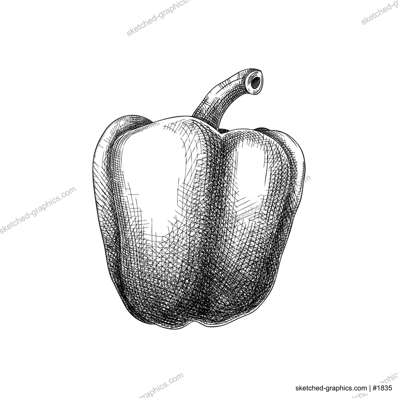 Fresh bell pepper sketch. Hand-sketched Vegetable illustration. Healthy food plant. Vector drawing of raw cultivated sweet pepper. Capsicum for grocery, markets, packaging, recipes, menus design.