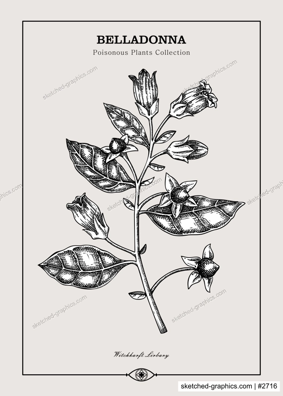 Antique apothecary label design. Belladonna sketch. Witch herbs. Poisonous plant hand-drawn illustration. Art deco poster. NOT AI generated