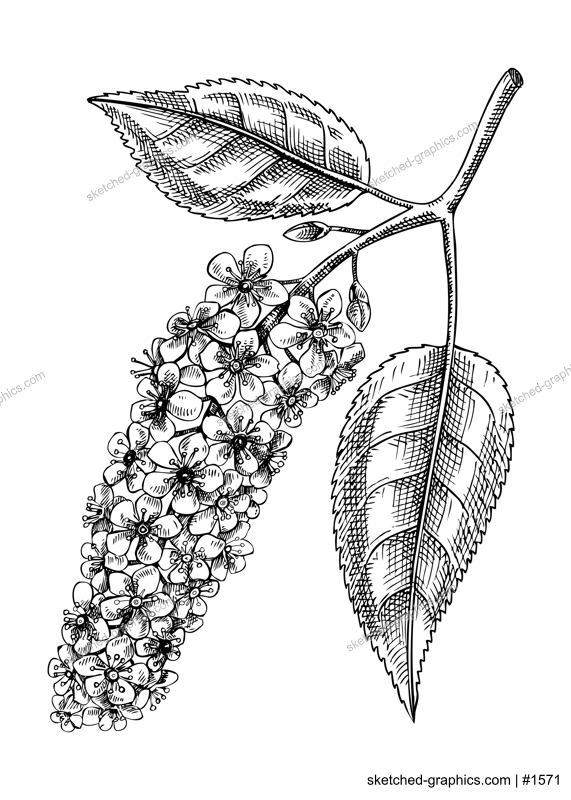 Bird cherry blossom sketch in engraved style. Flowering branch with flowers and leaves. Black contoured hackberry drawing. Botanical vector illustration of spring tree isolated on white background