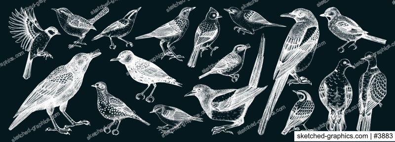 Birds vector sketches. Magpie, dove, sparrow, great tit, raven - wild birds isolated on chalkboard. Hand drawn wildlife illustrations. NOT AI generated