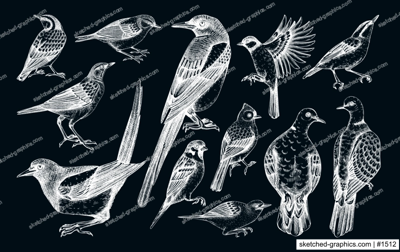 Vector collection of hand-drawn birds illustrations in engraved style. Popular backyard birds - magpie, dove, sparrow, great tit isolated on chalkboard background. Detailed wildlife drawings set. 