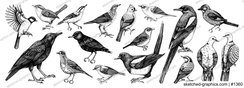 Birds vector sketches. Magpie, dove, sparrow, great tit, raven - backyard birds isolated on white background. Hand drawn wildlife illustrations. NOT AI generated