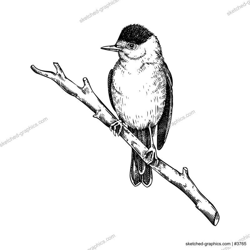 Black-cap bird vector sketch. Hand drawn wildlife illustration. Passerine bird in engraved style. NOT AI generated
