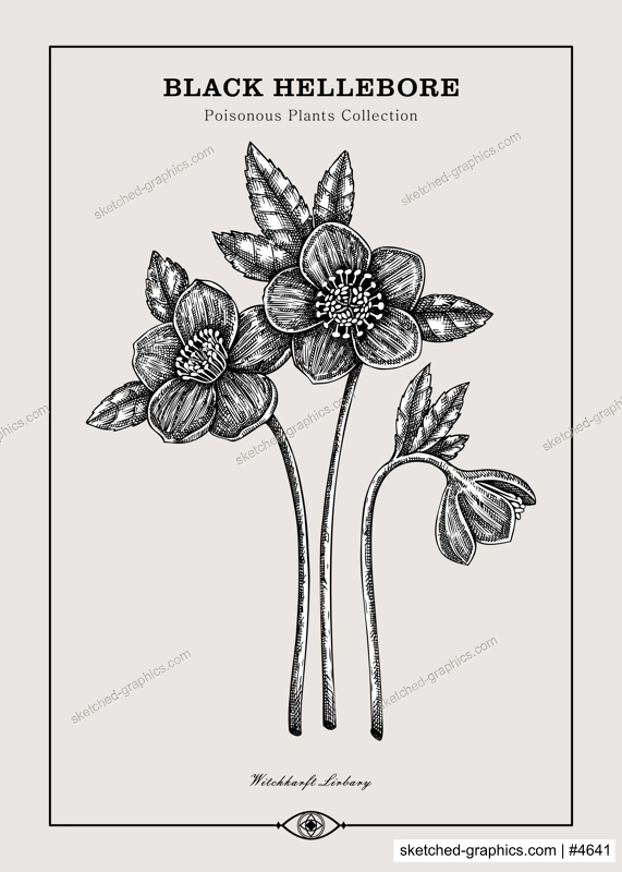 Antique apothecary label design. Black Hellebore sketch. Witch herbs. Poisonous plant hand-drawn illustration. Art deco poster. NOT AI generated