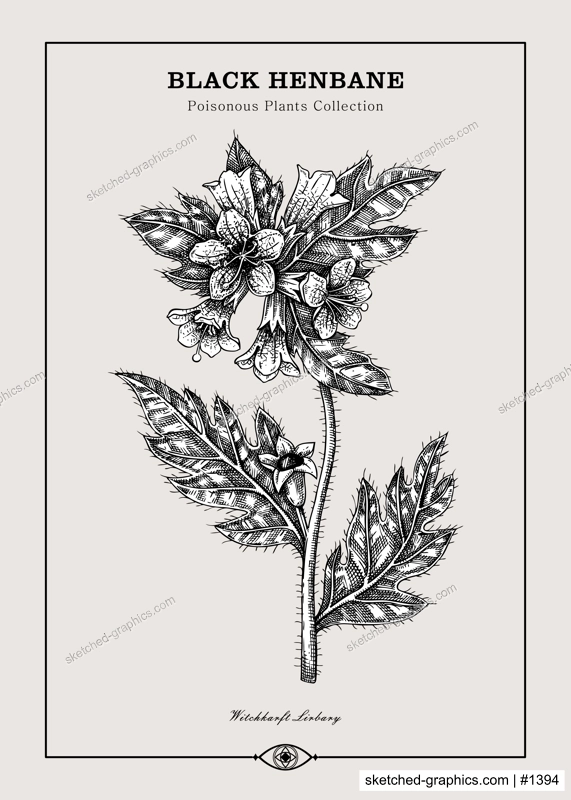 Antique apothecary label design. Black Henbane sketch. Witch herbs. Poisonous plant hand-drawn illustration. Art deco poster. NOT AI generated