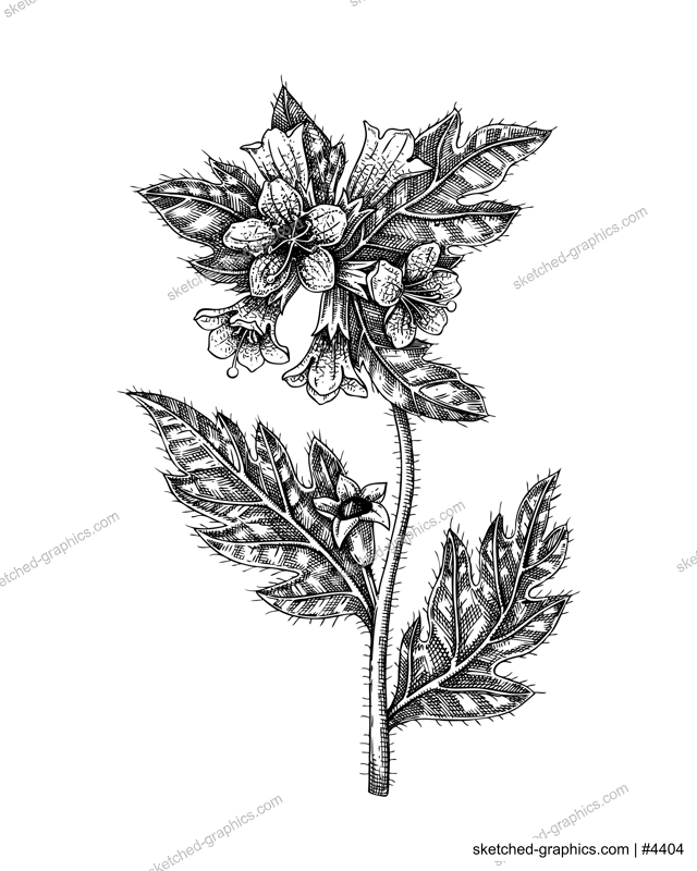  Black henbane sketch. Poisonous plant drawing. Stinking nightshade hand-drawn vector illustration. Witchcraft, herbal remedies, medicinal plant, apothecary.  NOT AI genereted