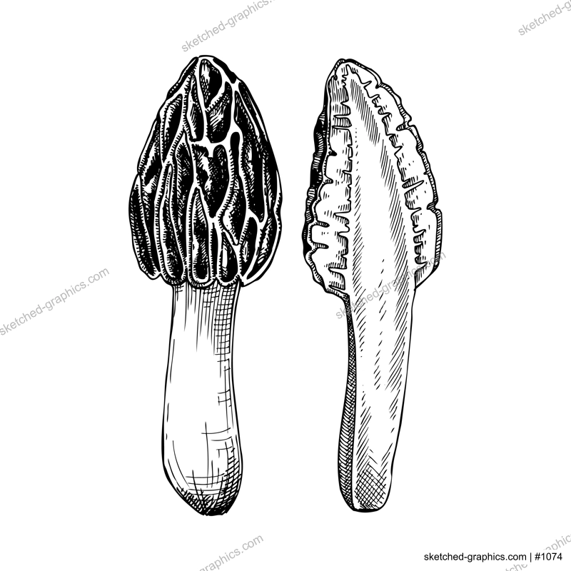 Black morel mushroom sketch. Edible fungus illustration. Fungal protein, mycoprotein source. Morchella mushroom drawing isolated on white. Healthy food and plant-based meat substitutes design element