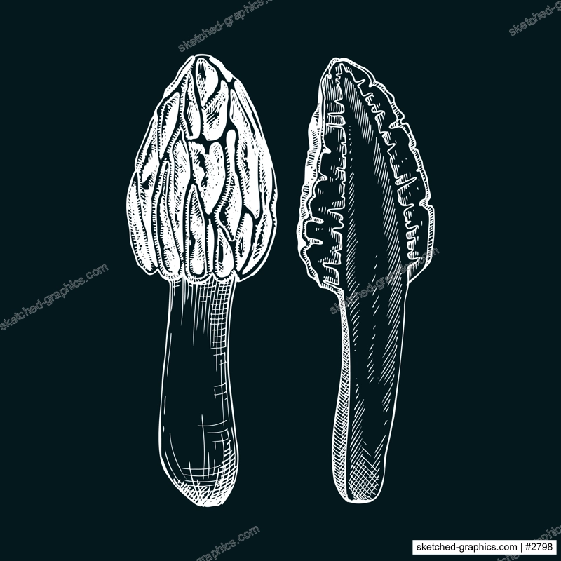 Black morel mushroom sketch. Edible fungus illustration on chalkboard. Fungal protein, mycoprotein, plant-based product ingredients, healthy food design element. Forest plant drawing