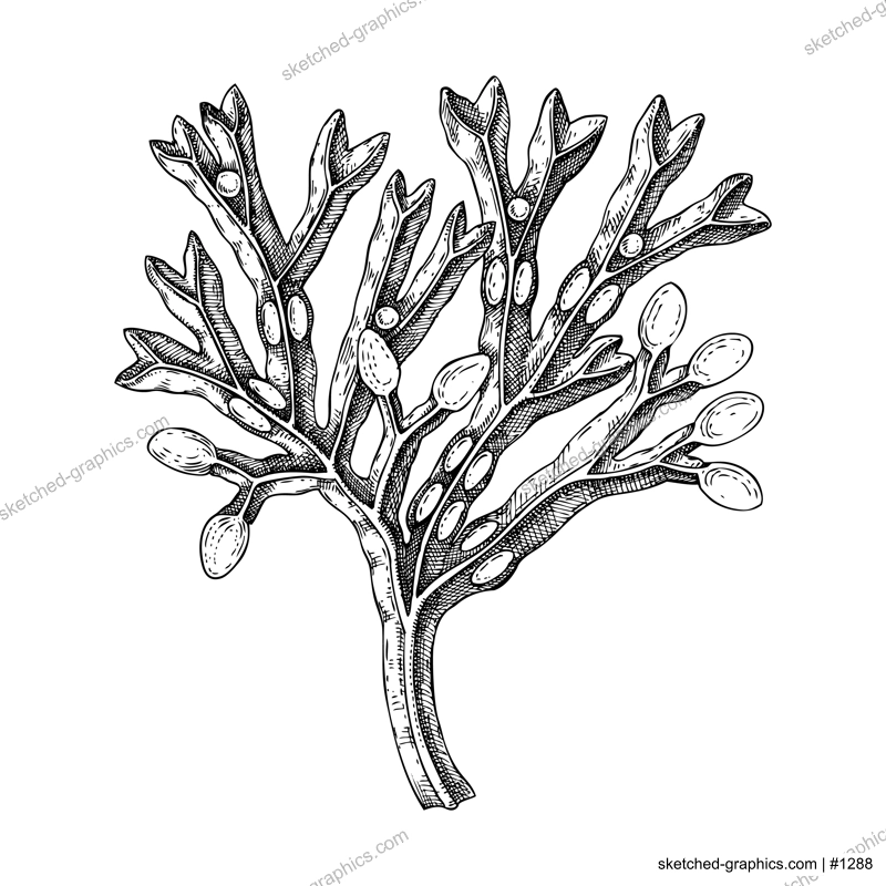 Hand drawn bladder wrack sketch. Red fucus - edible seaweed drawing isolated on white background. Sea kelp vector food illustration. Healthy food ingredient, nutritional supplement.