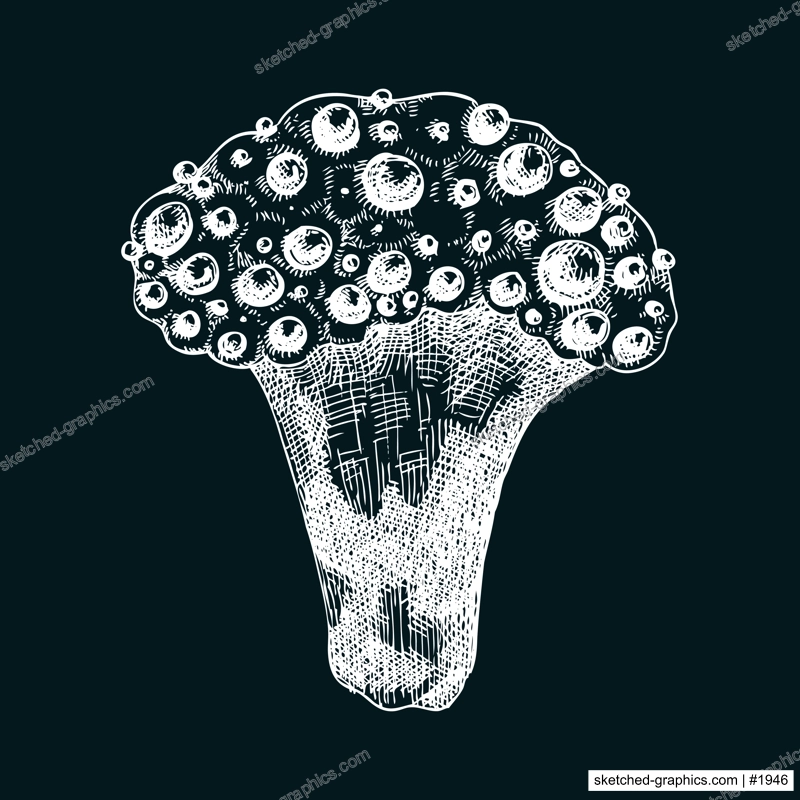 Bleeding tooth mushroom sketch. Weird fungus illustration in vintage style. Hand-drawn forest plant. Devil's tooth - exotic mushroom drawing on chalkboard