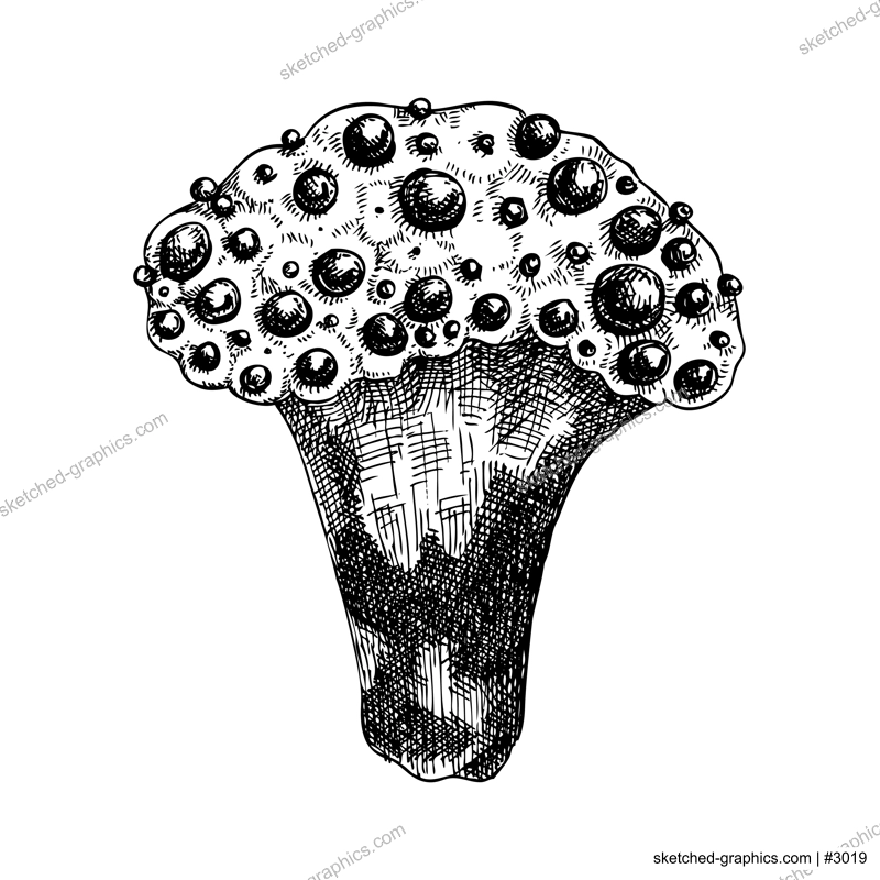 Bleeding tooth mushroom sketch. Weird fungus illustration. Hand drawn forest plant. Devil's tooth - exotic mushroom drawing isolated on white background. 
