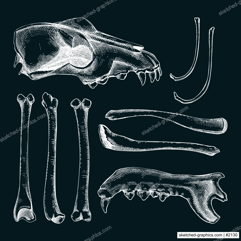 Hand drawn bones set in graphic style. Halloween design element. Animal bones, sculls parts sketches on chalkboard. Vector occult, alchemy,magic illustration for witchcraft, alchemy, Halloween decor.