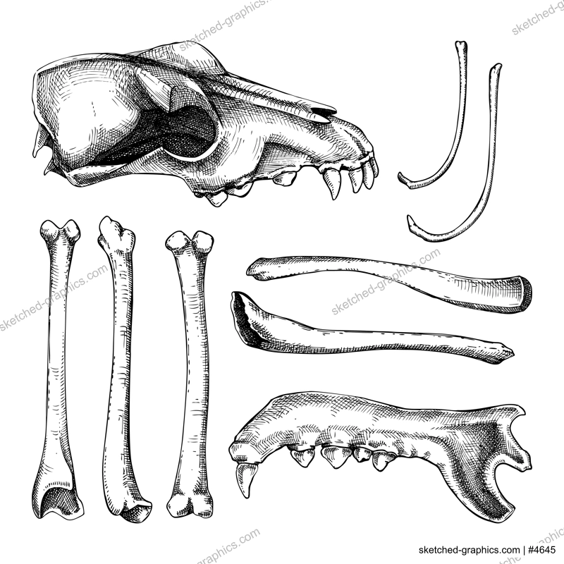 Hand drawn bones set in graphic style. Halloween design element. Animal bones, sculls parts sketches isolated on white. Vector magic illustration for witchcraft, alchemy, Halloween decoration