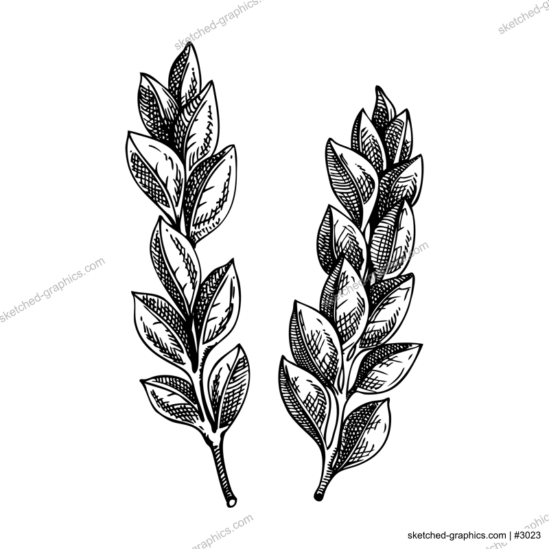 Boxwood sketch. Evergreen plant drawing. Winter tree branch hand-drawn vector illustration. Christmas design element. NOT AI genereted